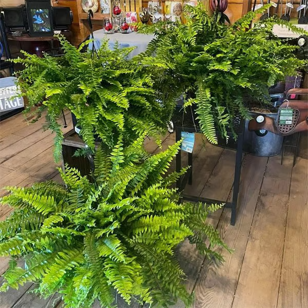 🌱🔥Last Day 75% OFF--🌿UV Resistant Lifelike Artificial Boston Fern