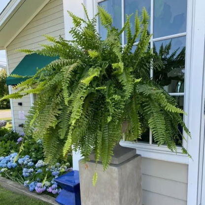 🌱🔥Last Day 75% OFF--🌿UV Resistant Lifelike Artificial Boston Fern
